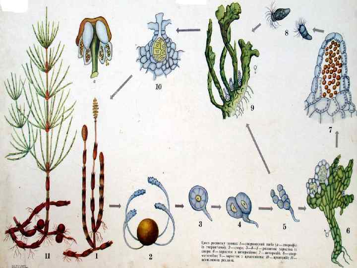 Плауны размножаются семенами. Риниофиты размножение. Риниофиты размножение и цикл развития. Жизненный цикл риниофитов. Риниофиты строение.