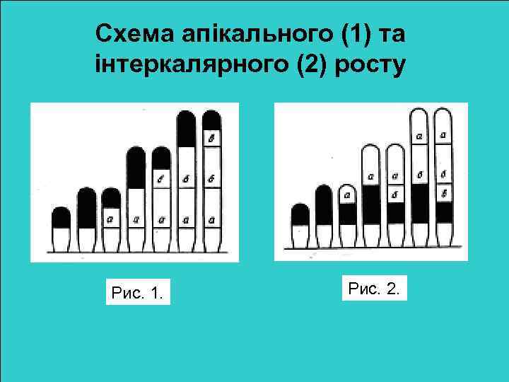 Схема апікального (1) та інтеркалярного (2) росту Рис. 1. Рис. 2. 