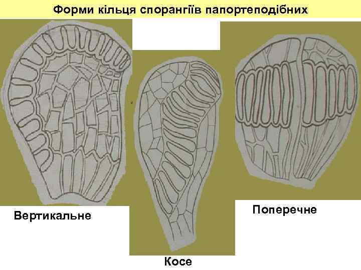 Форми кільця спорангіїв папортеподібних Поперечне Вертикальне Косе 