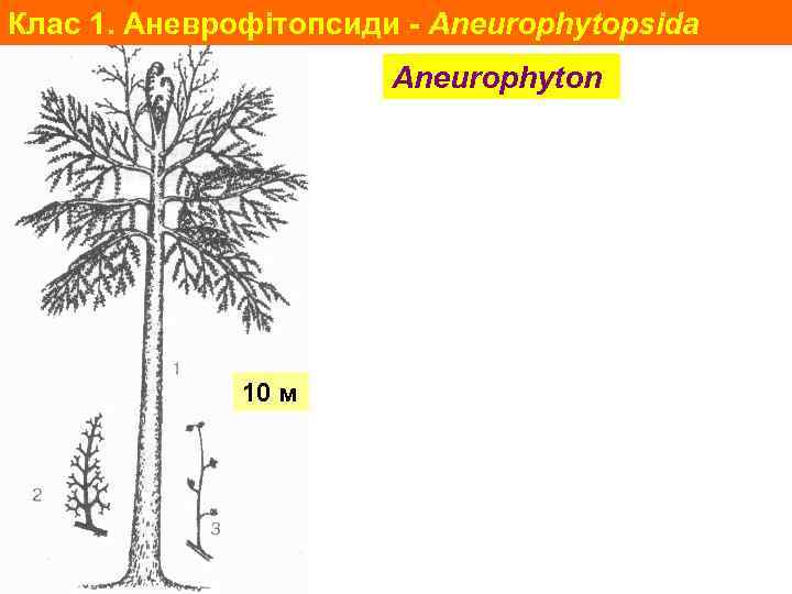Клас 1. Аневрофітопсиди - Aneurophytopsida Aneurophyton 10 м 
