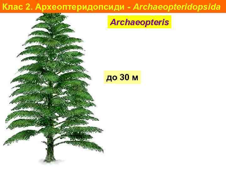 Клас 2. Археоптеридопсиди - Archaeopteridopsida Archaeopteris до 30 м 