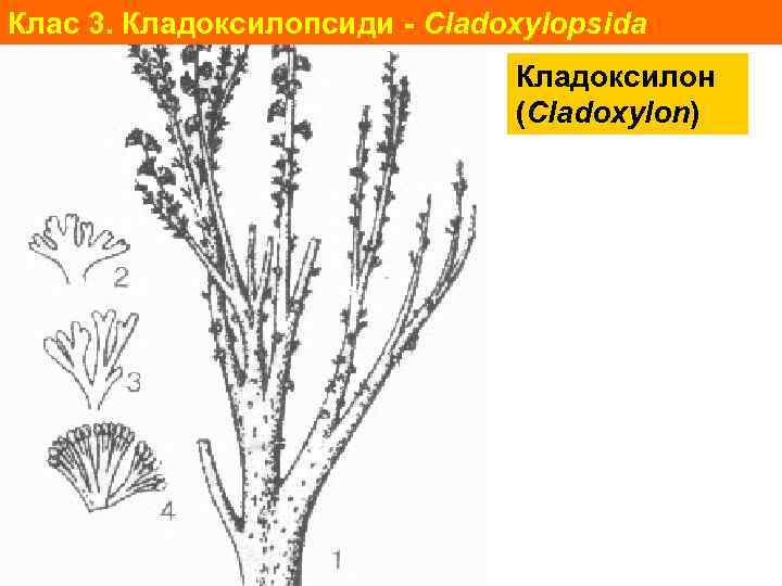 Клас 3. Кладоксилопсиди - Cladoxylopsida Кладоксилон (Cladoxylon) 