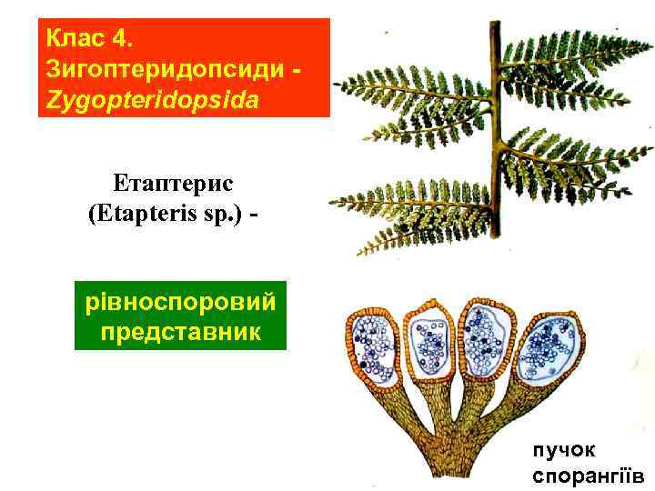 Клас 4. Зигоптеридопсиди Zygopteridopsida Етаптерис (Etapteris sp. ) рівноспоровий представник пучок спорангіїв 