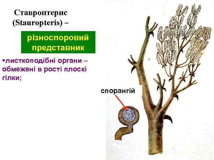 Ставроптерис (Stauropteris) – різноспоровий представник §листкоподібні органи – обмежені в рості плоскі гілки; спорангій
