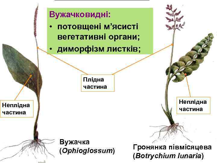 Вужачковидні: • потовщені м’ясисті вегетативні органи; • диморфізм листків; Плідна частина Неплідна частина Вужачка