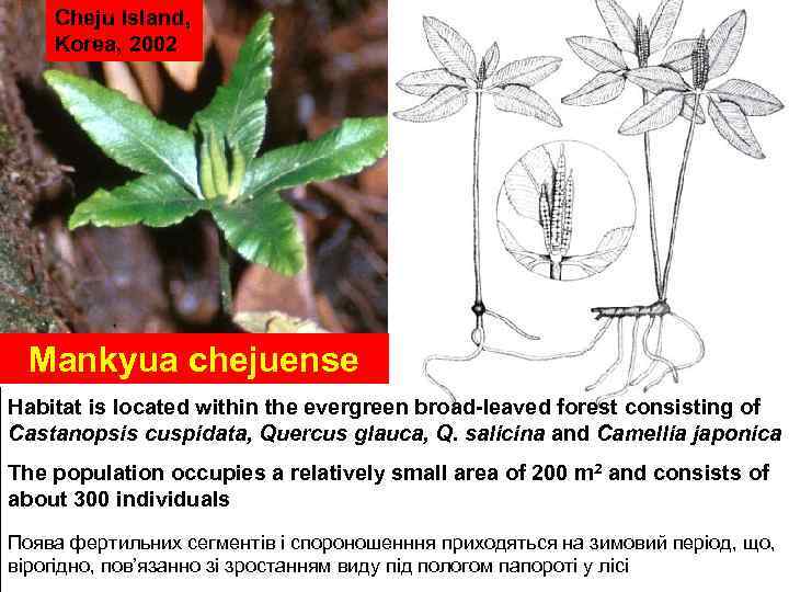 Cheju Island, Korea, 2002 Mankyua chejuense Habitat is located within the evergreen broad-leaved forest