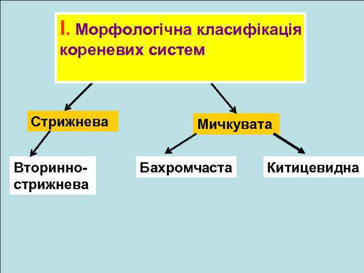 І. Морфологічна класифікація кореневих систем Стрижнева Вториннострижнева Мичкувата Бахромчаста Китицевидна 