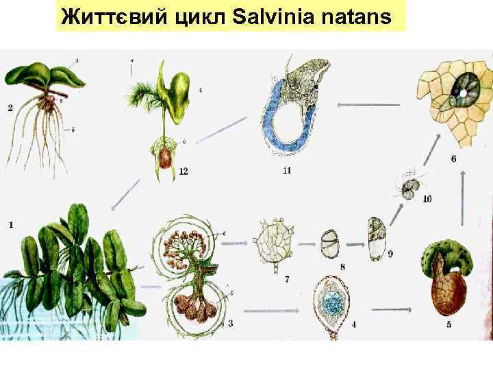 Сальвиния плавающая жизненный цикл схема