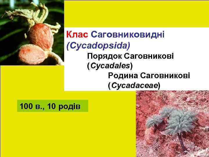 Клас Саговниковидні (Cycadopsida) Порядок Саговникові (Cycadales) Родина Саговникові (Сусаdасеае) 100 в. , 10 родів