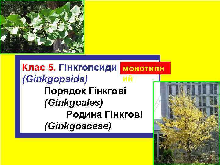 Клас 5. Гінкгопсиди монотипн ий (Ginkgopsida) Порядок Гінкгові (Ginkgoales) Родина Гінкгові (Ginkgoaceae) 
