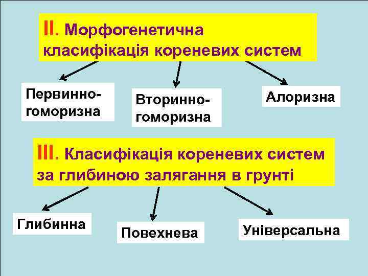 ІІ. Морфогенетична класифікація кореневих систем Первинногоморизна Вторинногоморизна Алоризна ІІІ. Класифікація кореневих систем за глибиною