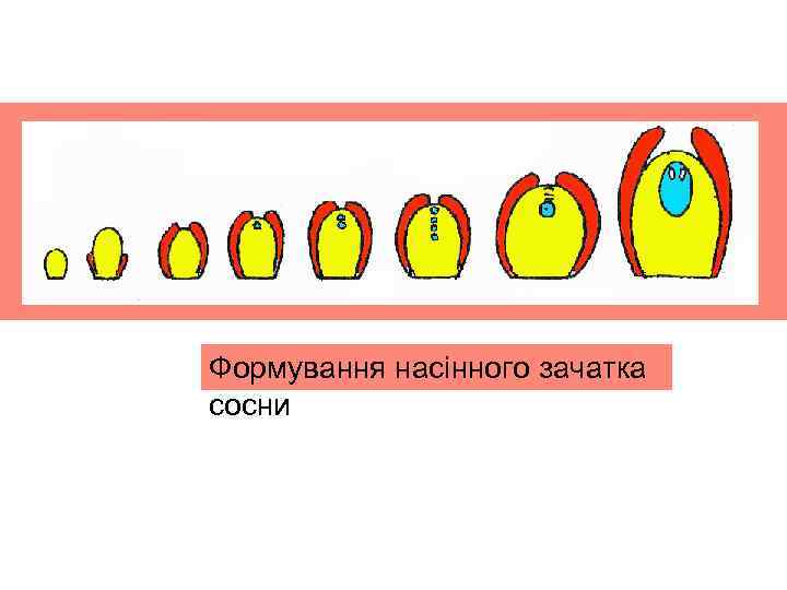Формування насінного зачаткa сосни 