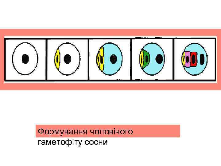 Формування чоловічого гаметофіту сосни 