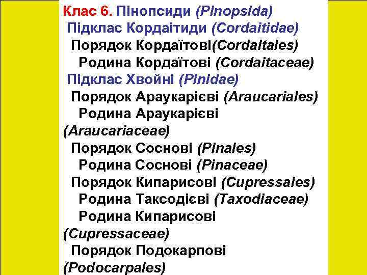 Відділ Голонасінні, або Пінофіти Клас 6. Пінопсиди (Pinopsida) (Pinophyta) Підклас Кордаітиди (Сordaitidae) Порядок Кордаїтові(Сordaitales)