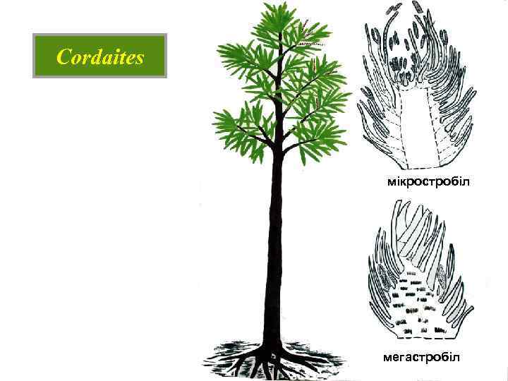 Cordaites мікростробіл мегастробіл 