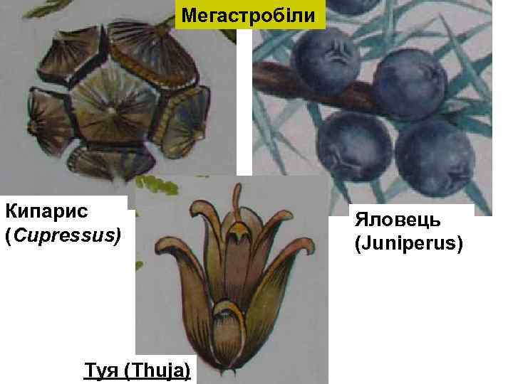Мегастробіли Кипарис (Cupressus) Туя (Thuja) Яловець (Juniperus) 