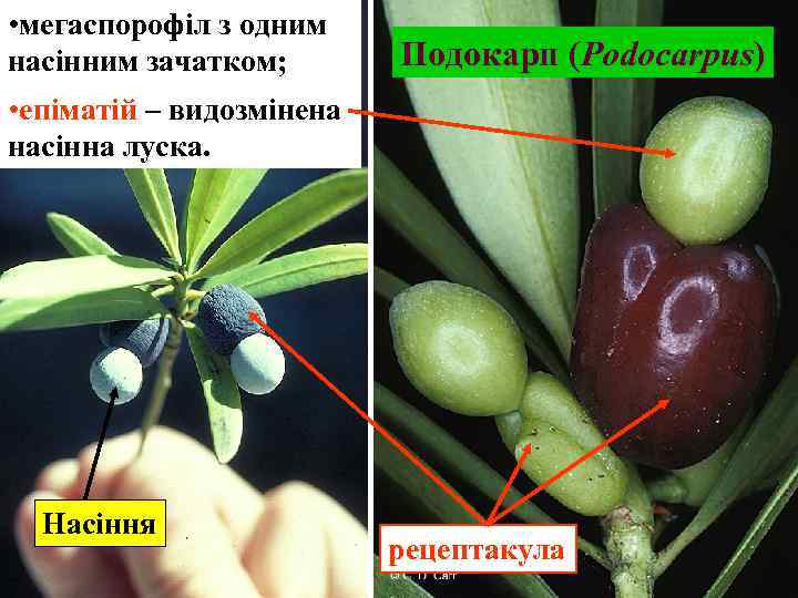  • мегаспорофіл з одним насінним зачатком; Подокарп (Podocarpus) • епіматій – видозмінена насінна