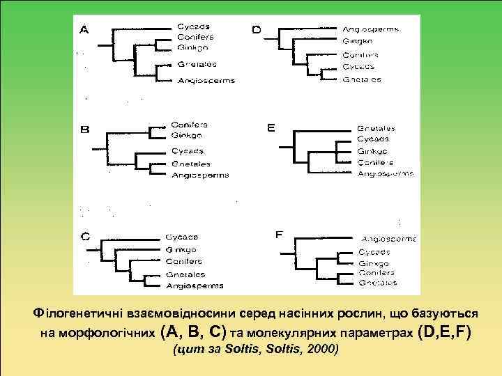 Філогенетичні взаємовідносини серед насінних рослин, що базуються на морфологічних (А, В, С) та молекулярних