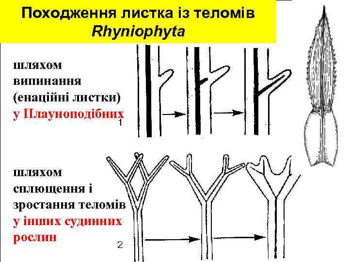 Походження листка із теломів Rhyniophyta шляхом випинання (енаційні листки) у Плауноподібних шляхом сплющення і