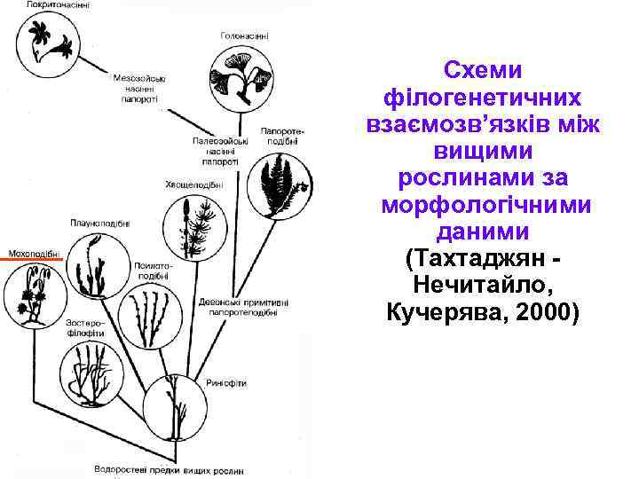 Схеми філогенетичних взаємозв’язків між вищими рослинами за морфологічними даними (Тахтаджян Нечитайло, Кучерява, 2000) 