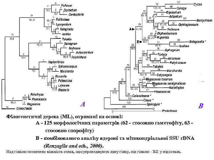 А Філогенетичні дерева (ML), отримані на основі: А - 125 морфологічних параметрів (62 -