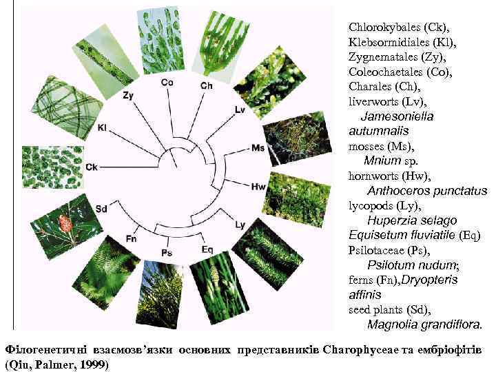 Chlorokybales (Ck), Klebsormidiales (Kl), Zygnematales (Zy), Coleochaetales (Co), Charales (Ch), liverworts (Lv), Jamesoniella autumnalis