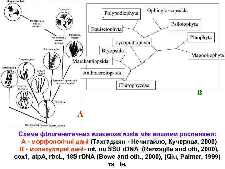В А Схеми філогенетичних взаємозв’язків між вищими рослинами: А - морфологічні дані (Тахтаджян -