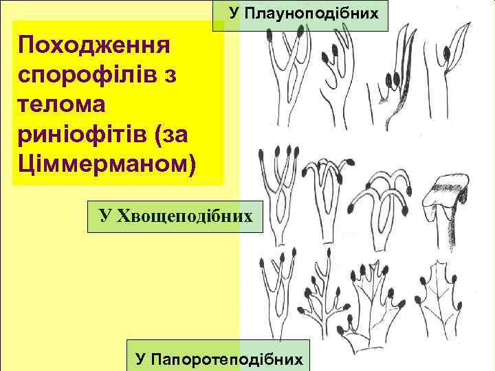 У Плауноподібних Походження спорофілів з телома риніофітів (за Ціммерманом) У Хвощеподібних У Папоротеподібних 