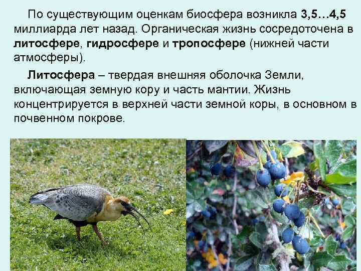 По существующим оценкам биосфера возникла 3, 5… 4, 5 миллиарда лет назад. Органическая жизнь