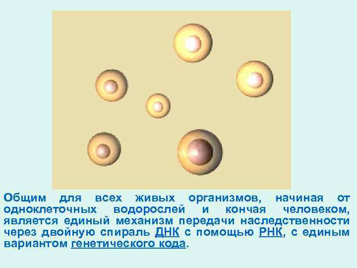 Общим для всех живых организмов, начиная от одноклеточных водорослей и кончая человеком, является единый