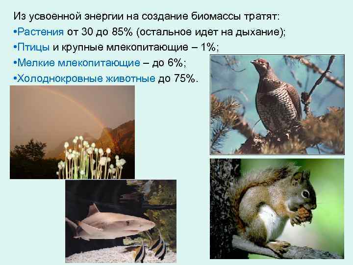 Из усвоенной энергии на создание биомассы тратят: • Растения от 30 до 85% (остальное