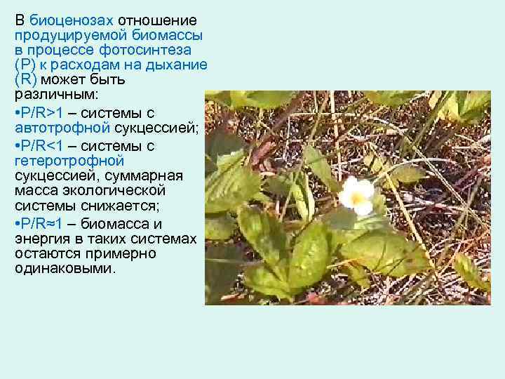В биоценозах отношение продуцируемой биомассы в процессе фотосинтеза (Р) к расходам на дыхание (R)