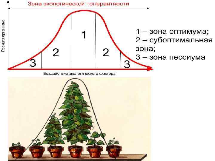 Закон оптимума рисунок