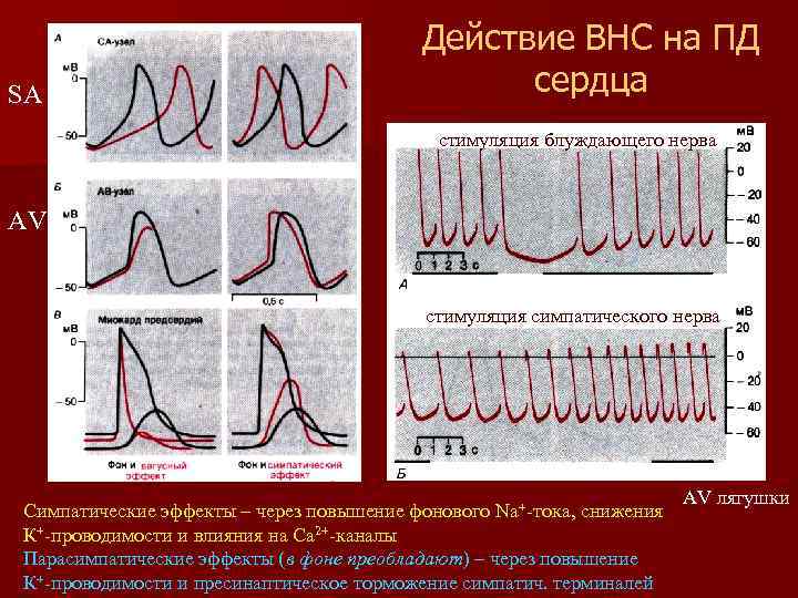 SA Действие ВНС на ПД сердца стимуляция блуждающего нерва AV стимуляция симпатического нерва Симпатические