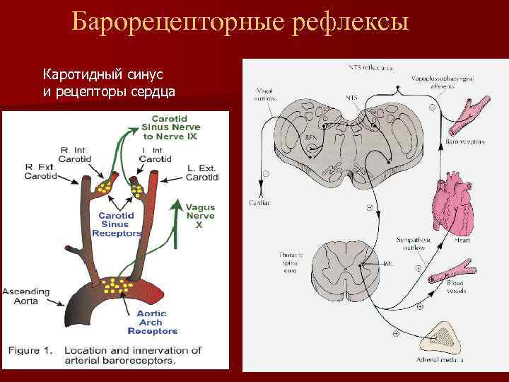 Барорецепторные рефлексы Каротидный синус и рецепторы сердца 