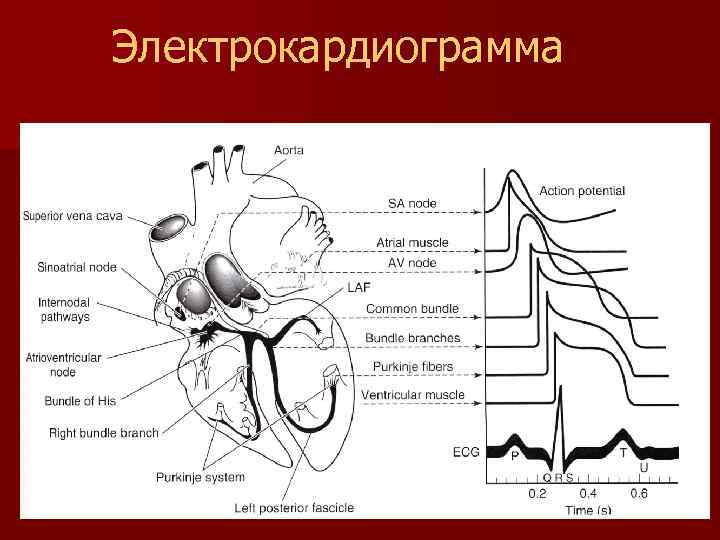 Электрокардиограмма 