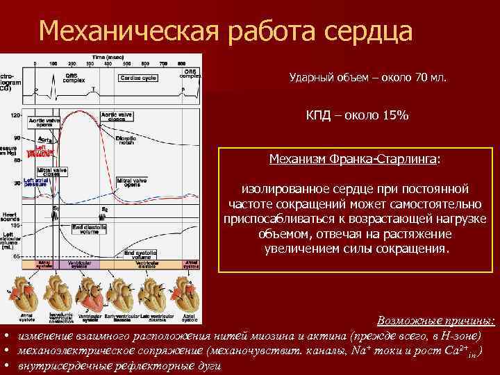 Механическая работа сердца Ударный объем – около 70 мл. КПД – около 15% Механизм