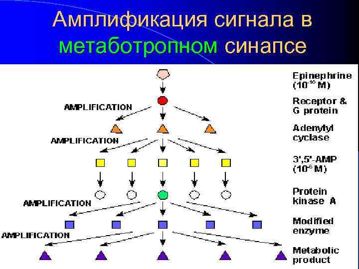 Амплификация сигнала в метаботропном синапсе 