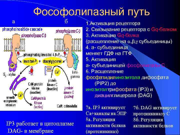 а Фософолипазный путь б IP 3 работает в цитоплазме DAG- в мембране 1. Активация