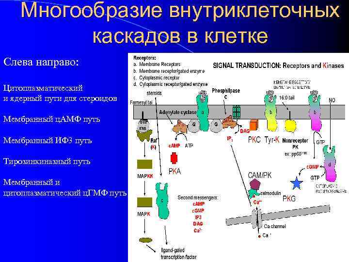 Многообразие внутриклеточных каскадов в клетке Слева направо: Цитоплазматический и ядерный пути для стероидов Мембранный
