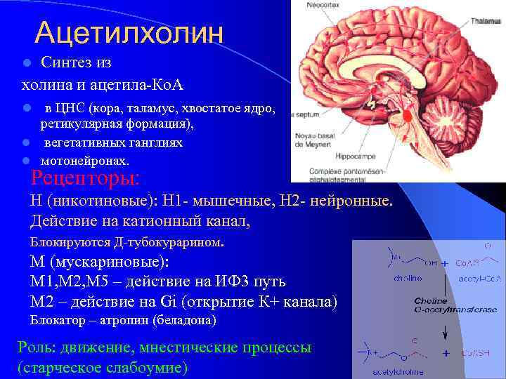 Ацетилхолин Синтез из холина и ацетила-Ко. А l l в ЦНС (кора, таламус, хвостатое