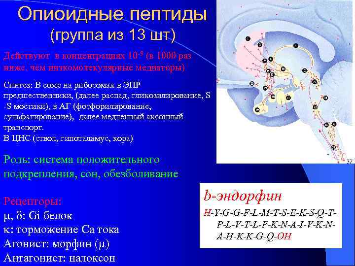 Опиоидные пептиды (группа из 13 шт) Действуют в концентрациях 10 -9 (в 1000 раз