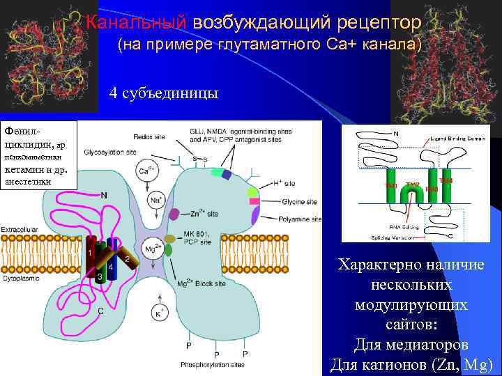 Канальный возбуждающий рецептор (на примере глутаматного Са+ канала) 4 субъединицы Фенилциклидин, др психомиметики кетамин