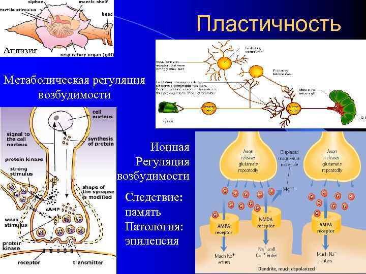 Пластичность Аплизия Метаболическая регуляция возбудимости Ионная Регуляция возбудимости Следствие: память Патология: эпилепсия 