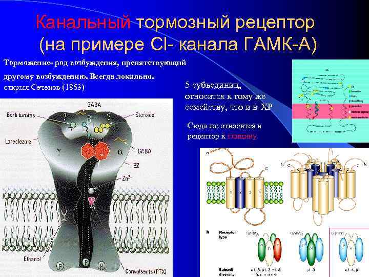 Канальный тормозный рецептор (на примере Cl- канала ГАМК-А) Торможение- род возбуждения, препятствующий другому возбуждению.