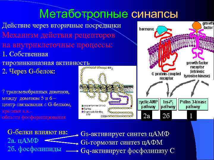 Метаботропные синапсы Действие через вторичные посредники Механизм действия рецепторов на внутриклеточные процессы: 1. Собственная