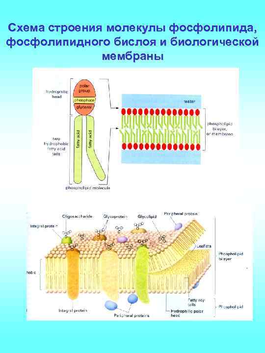 Соотнесите объекты с их обозначениями на рисунке фосфолипидный бислой