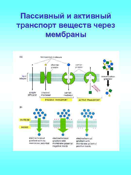 Активный транспорт через мембрану. Пассивный транспорт веществ через клеточную мембрану. Мембрана активный и пассивный транспорт. Пассивный и активный транспорт веществ через мембрану таблица. Схема транспорта веществ через полупроницаемую мембрану фильтрация.