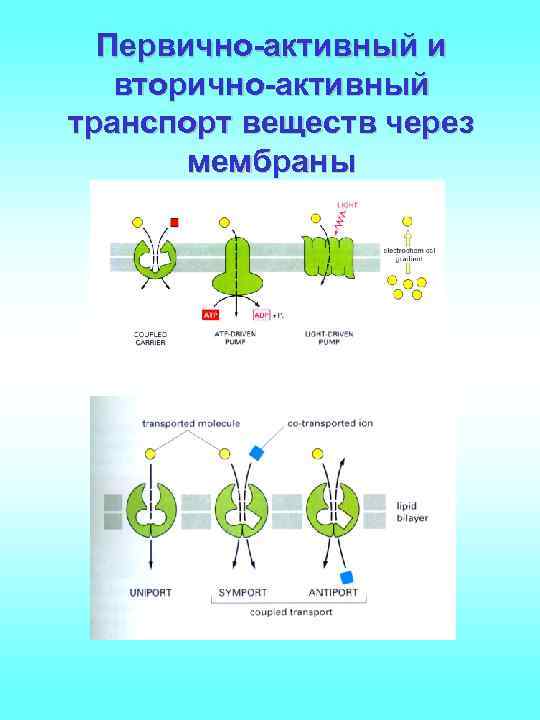 Активный транспорт веществ