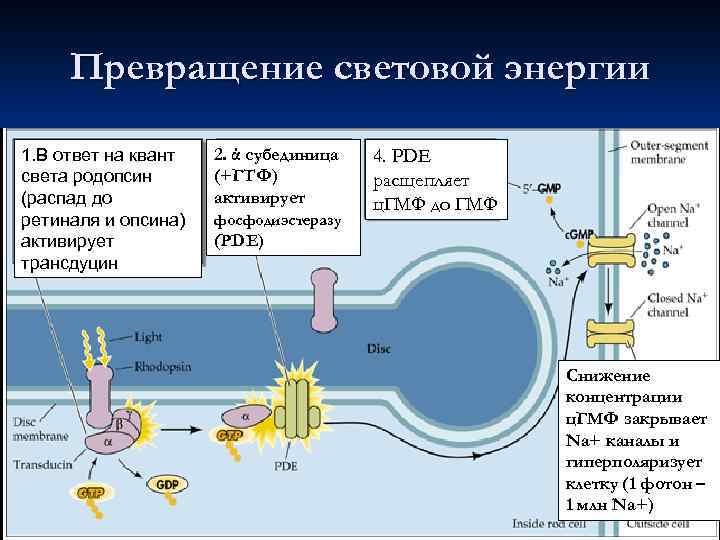 Превращение световой энергии 1. В ответ на квант света родопсин (распад до ретиналя и